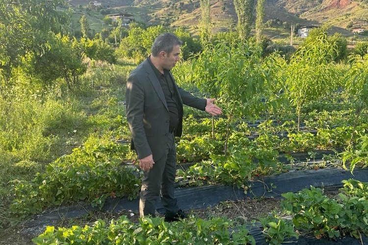Sason Belediye Başkanı Demir, Dolu Felaketinin Zarar Verdiği Çilek Tarlalarını İnceledi